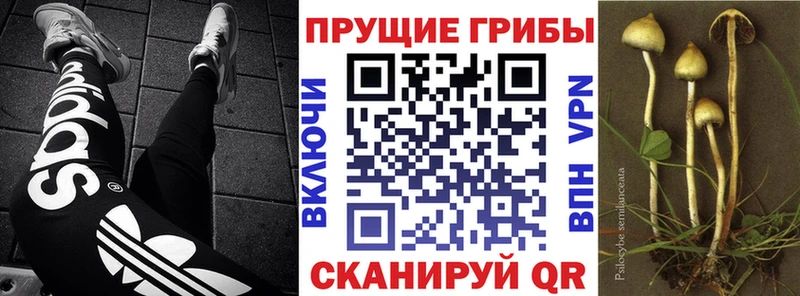 даркнет сайт  Чернушка  Галлюциногенные грибы Psilocybine cubensis 